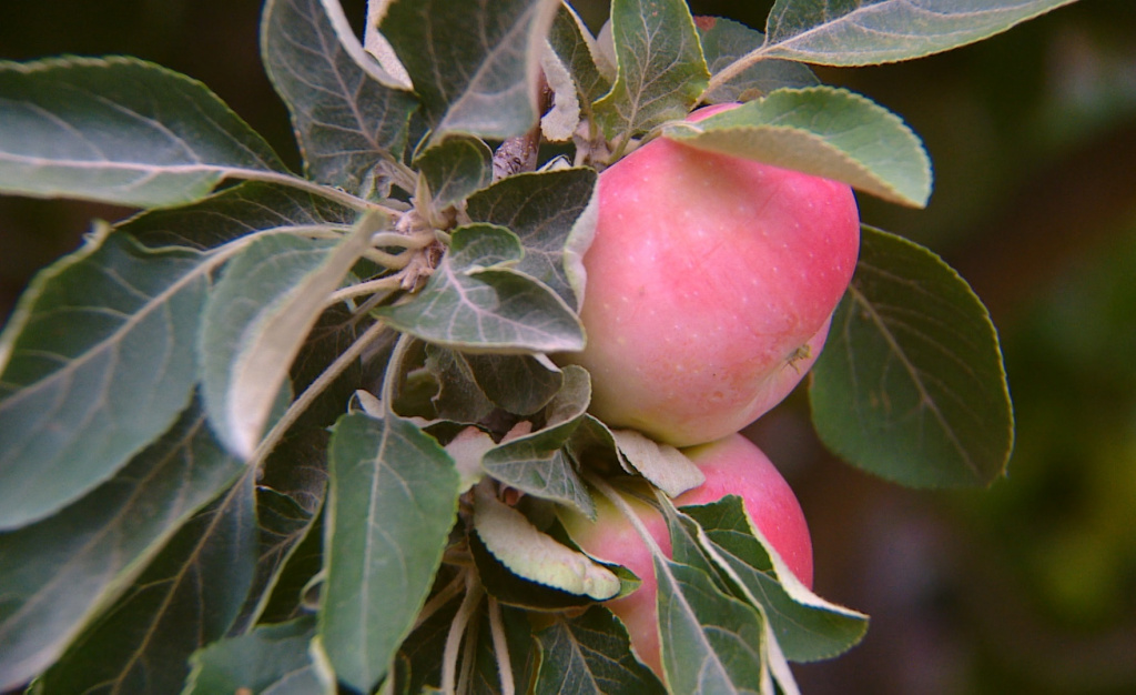 Яндыковские яблоки: как сорт родом из Астраханской области стал легендой