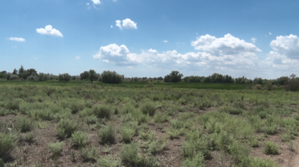 В Икрянинском районе выявили порядка 50 гектаров неиспользованных сельхозземель