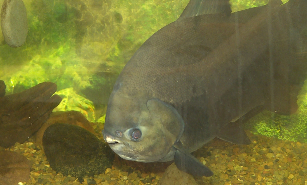 Астраханские учёные разработали максимально полезный комбикорм для рыб