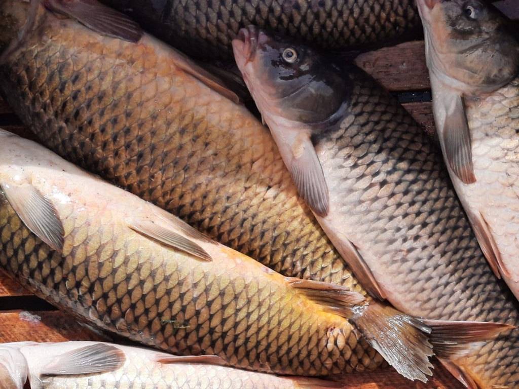 Под Астраханью рыбаки рыболовецкой артели украли часть улова на 91 кг