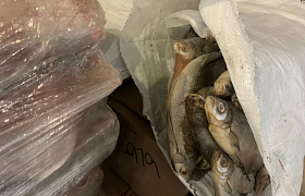Астраханку подозревают в покушении на сбыт 22,7 тонн немаркированной рыбы
