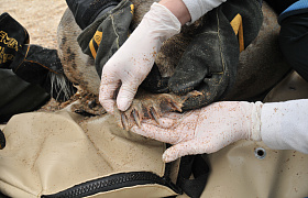 В Астраханской области обнаружили единственную залёжку каспийского тюленя