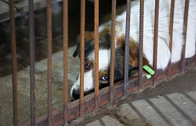 В Астраханской области открылся приют для бездомных собак на 500 мест