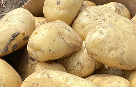 Астраханская область отправила 6,5 тысяч тонн картофеля в Беларусь и Казахстан