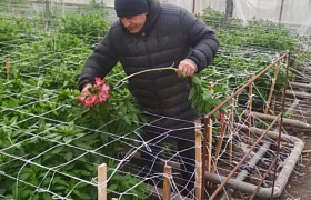 Под Астраханью впервые за 40 лет расцвёл садовый цветок альстромерия