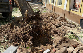 В Астрахани на улице Кирова запланировали высадку новых сортов деревьев 