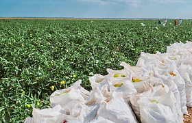 В Астраханской области планируют собрать 106 тысяч тонн перца