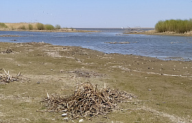 Опасный для дельты Волги вид моллюсков обнаружили в Астраханской области