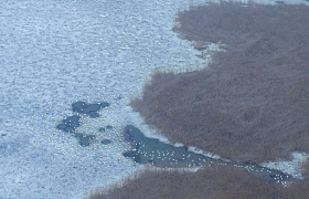 В Астраханской области в Каспийском море проводят ледовый учёт тюленей