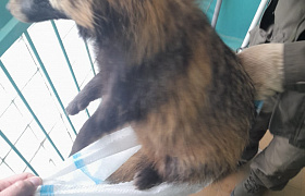 В Астраханской области спасли енотовидную собаку, застрявшую в решётке окна