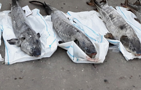 Волгоградец пытался вывезти 5 замороженных осетров из Астраханской области