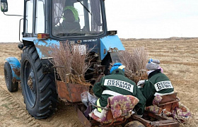 В Астраханской области показатели по “Сохранению лесов” составили 100%