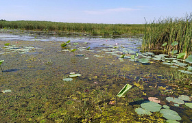 В Астраханской области лотос оказался под угрозой исчезновения из-за маловодья 
