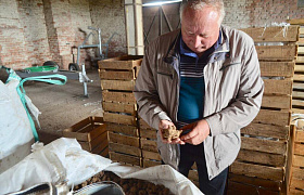 В Астраханской области планируют собрать более 150 тонн топинамбура